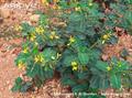 Neutral Henna ، Senegal senna ، Port Royal senna 